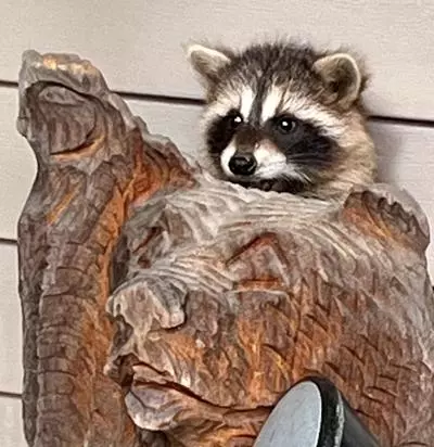 They are cute little dudes, but never handle wildlife. Call Animal Control